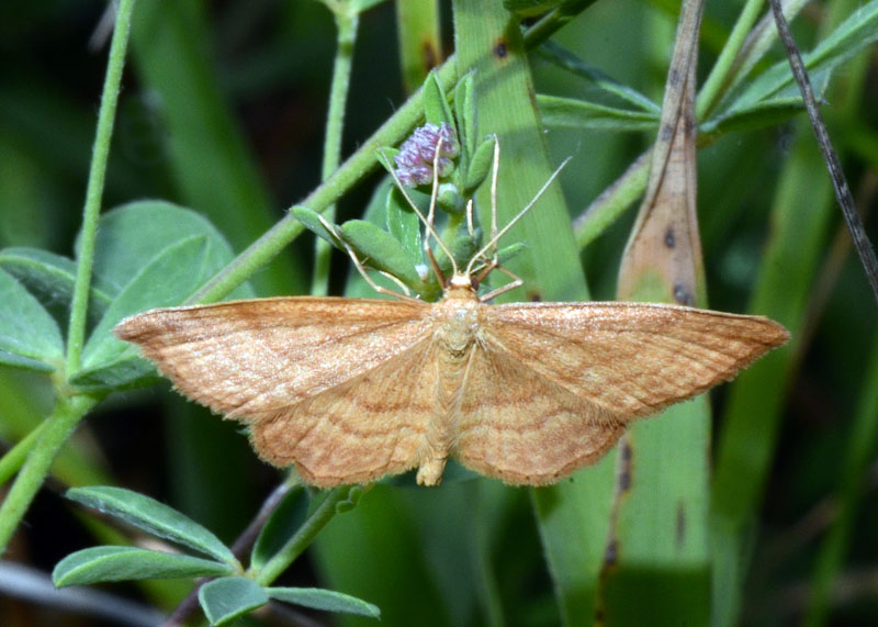 4 Geometridi di genere Idaea in esame